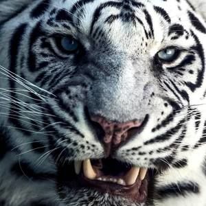 Meet your Posher, Duwayne